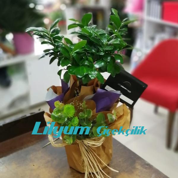 Yeşil Yapraklı Ginseng Bonsai Resim 1