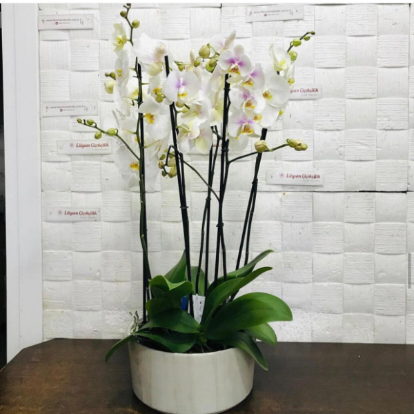 Beyaz Gelinlik Orkide Tasarımı Resim 2